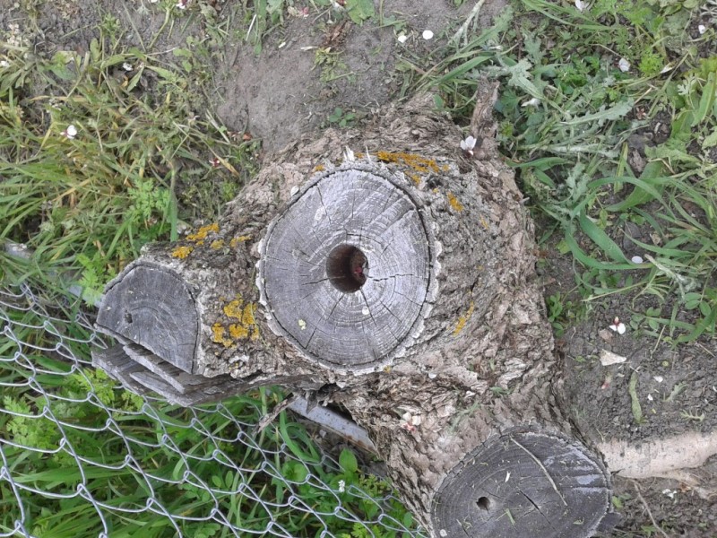 В этом пне уже есть готовые отверстия