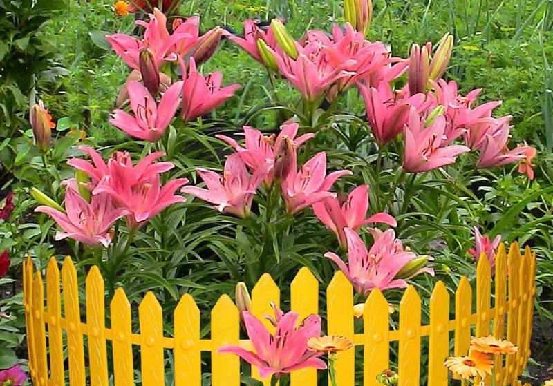 Забор для цветов в коттедже или загородном доме