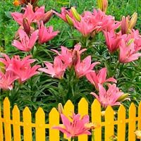 Эффектный забор для цветов своими руками – получите удовольствие и сэкономьте средства